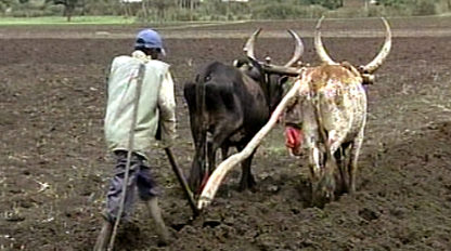 Foto eines Bauern, der mit zwei Ochsen das Feld pflügt
