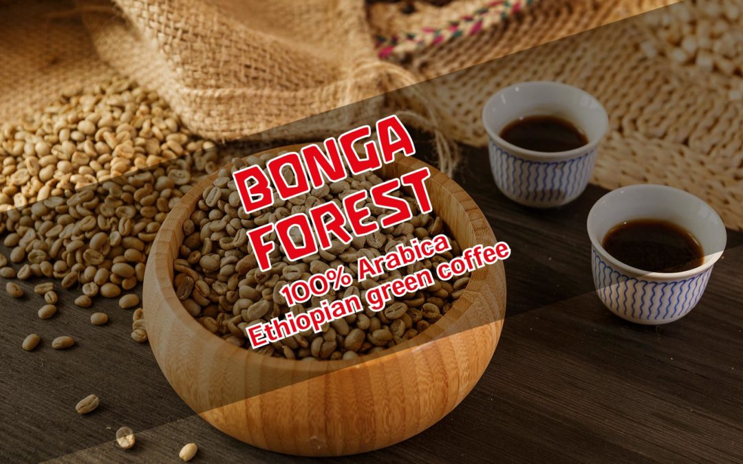 Bonga Forest – die Spezialität aus dem Regenwald Äthiopiens